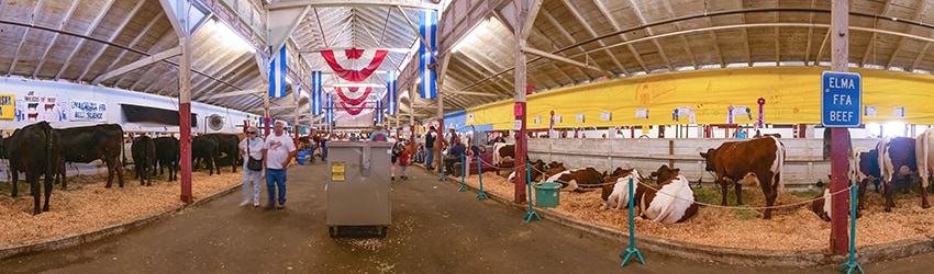 Animals, Puyallup Fair, Puyallup WA