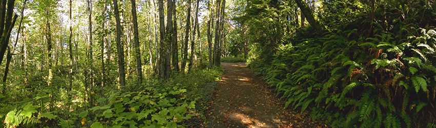 Sehome Arboretum, Bellingham WA
