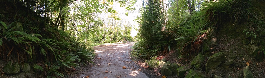 Sehome Arboretum, Bellingham WA