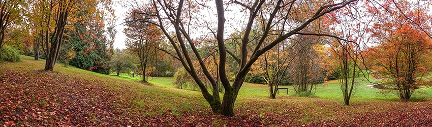 Washington Park Arboretum, Seattle WA