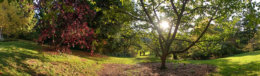 Washington Park Arboretum, Seattle WA