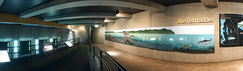 The Fish Ladder, Ballard Locks, Ballard, Seattle WA