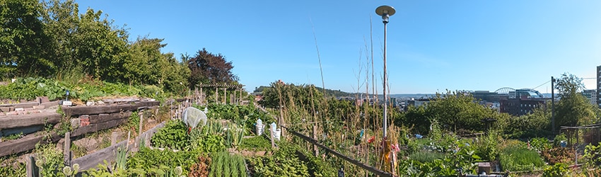 Danny Woo Garden, Kobe Terrace, Chinatown, Seattle WA