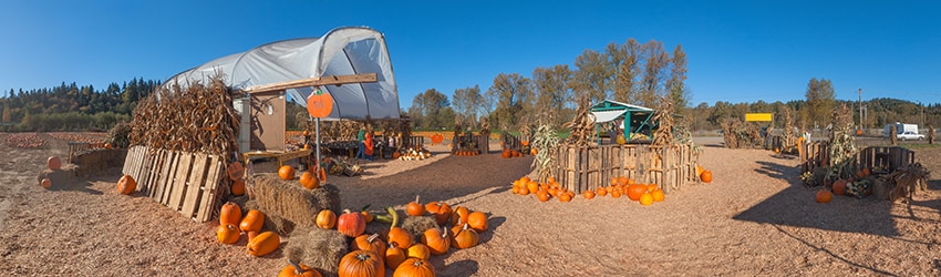 Mosby Farms Pumpkin Patch, Auburn WA