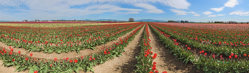 Tulip Fields, Skagit Valley WA