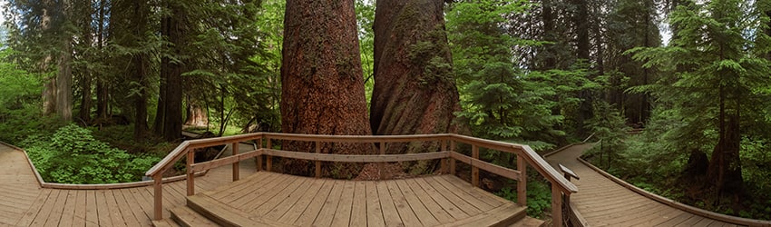 Grove of the Patriarchs Trail, Mt Rainier National Park WA
