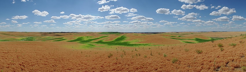 The Palouse Countryside, Whitman County WA
