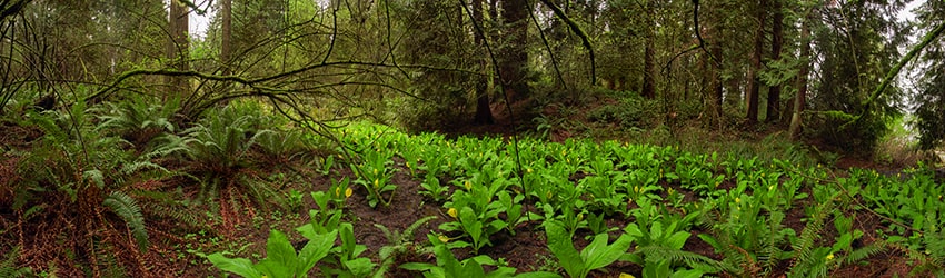 Seward Park, Seattle WA