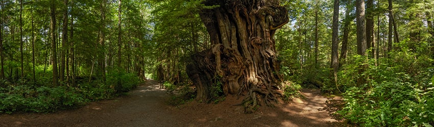 Giant Cedar Tree, Olympic National Park, WA