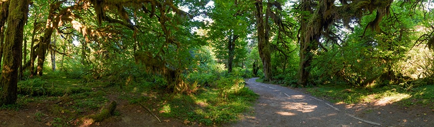 Hoh Rain Forest, Olympic National Park WA