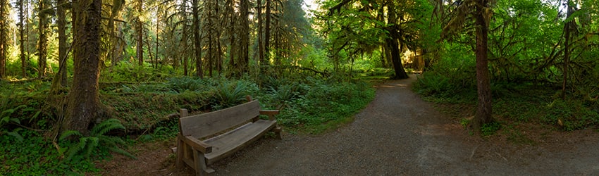 Hoh Rain Forest, Olympic National Park WA