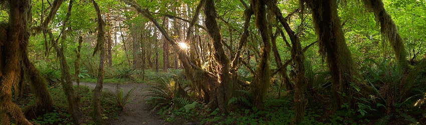 Hoh Rain Forest, Olympic National Park WA