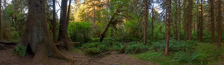 Hoh Rain Forest, Olympic National Park WA