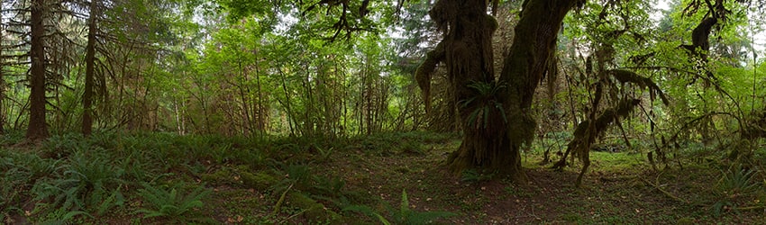 Hoh Rain Forest, Olympic National Park WA