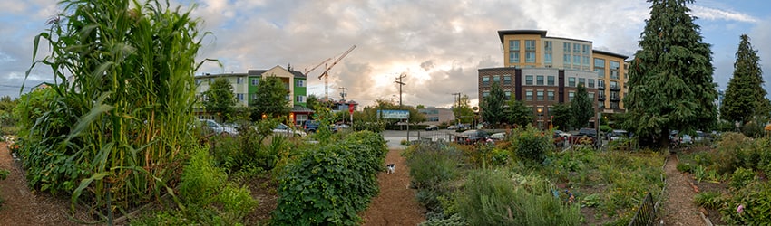 Cascade P-Patch, South Lake Union, Seattle WA