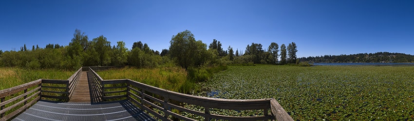 Nelson Point, Juanita Bay Park, Kirkland WA