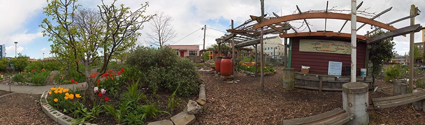 Cascade Park P-Patch, South Lake Union, Seattle WA