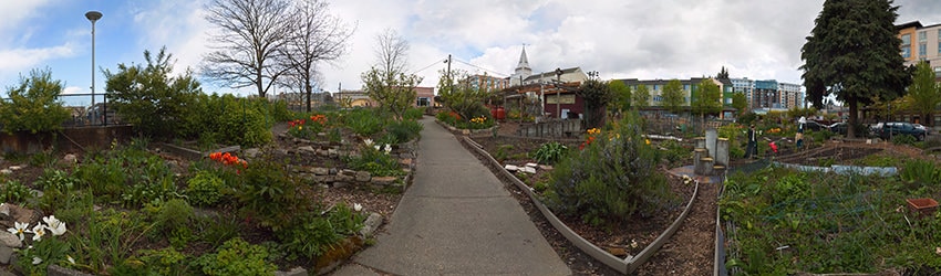 Cascade Park P-Patch, South Lake Union, Seattle WA