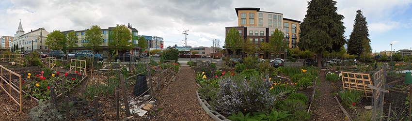 Cascade Park P-Patch, South Lake Union, Seattle WA