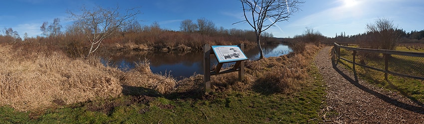 Mercer Slough, Bellevue WA