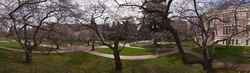Cherry Blossoms, University of Washington, Seattle WA