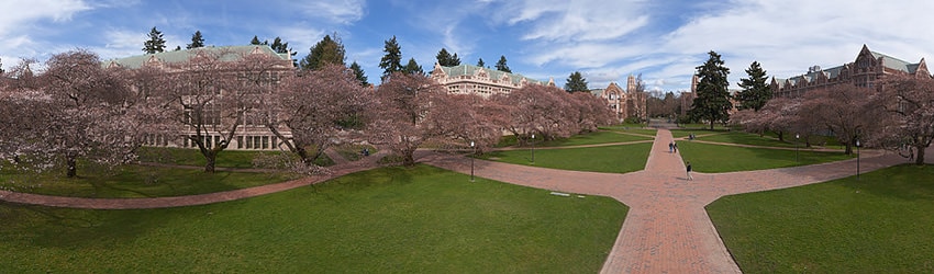 Cherry Blossoms, University of Washington, Seattle WA
