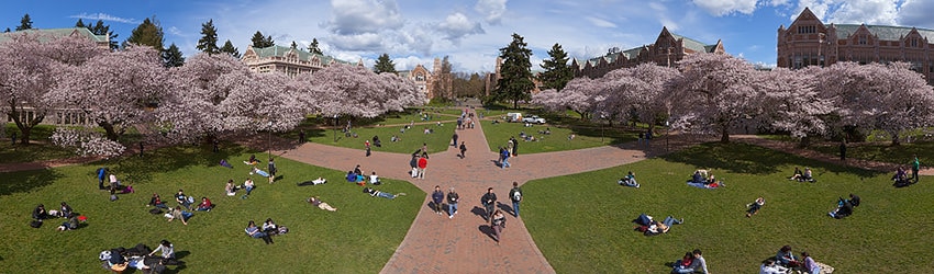 Cherry Blossoms, University of Washington, Seattle WA
