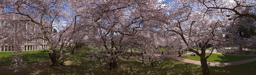 Cherry Blossoms, University of Washington, Seattle WA