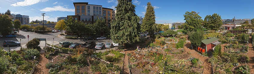 Cascade Park P-Patch, South Lake Union, Seattle WA