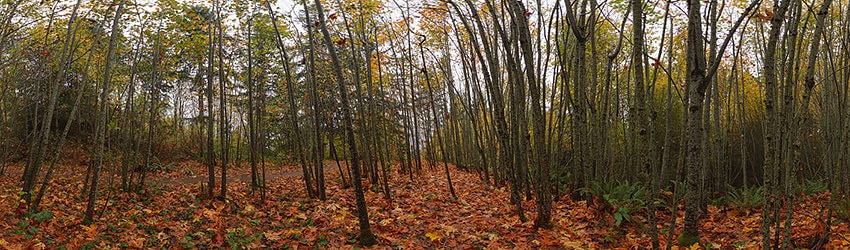 Llandover Park, Seattle WA