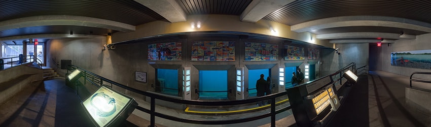 Fish Ladder at the Ballard Locks, Seattle WA