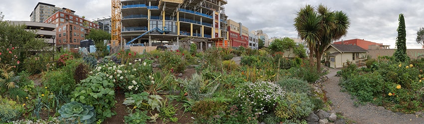Belltown Cottage Park, Seattle WA