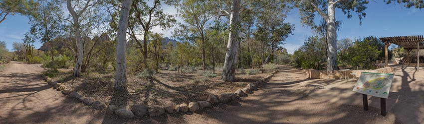 Eucalyptus Trees, Boyce Thompson Arboretum State Park, Superior AZ