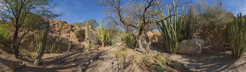Cactus Garden, Boyce Thompson Arboretum, Superior AZ