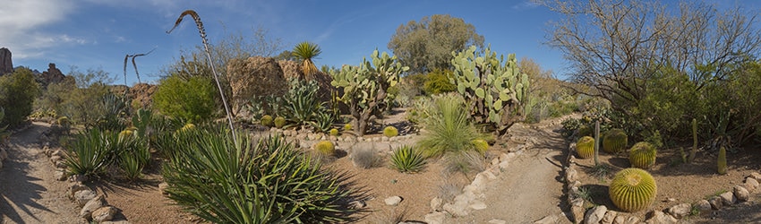 Cactus Garden Trail, Boyce Thompson Arboretum, Superior AZ