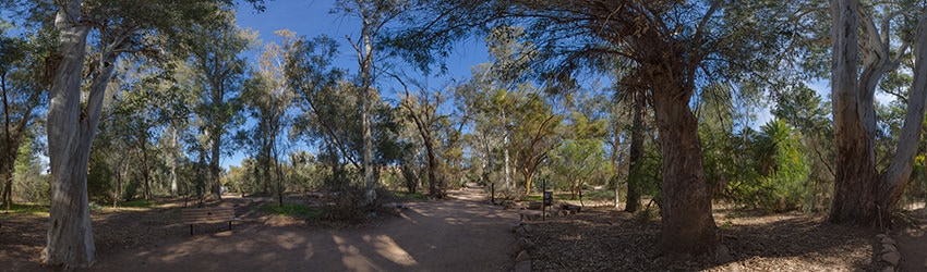 Eucalyptus Trees, Boyce Thompson Arboretum, Superior AZ