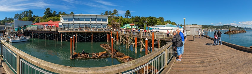 Sea Lion Docks, Newport OR