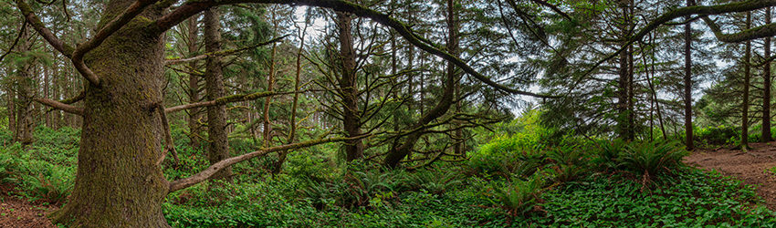 Whaleshead Viewpoint Trail, Brookings OR