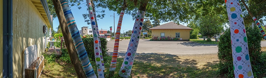 Yarn Bombed Trees at The Wool Co, Bandon OR