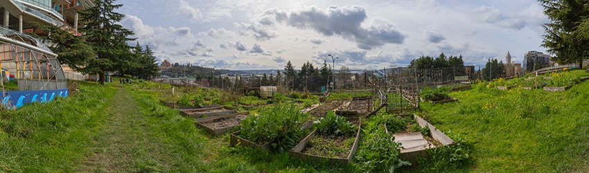 Yesler Terrace Park P-Patch, Seattle WA