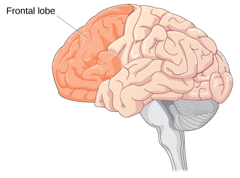 The menstrual rhythm of the brain. Research shows in the female brain,  regions important for memory and perception are remodeled in the course of  the menstrual cycle : r/science