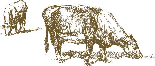 Cows