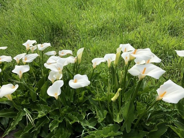 GOLDEN LIVING GUEST HOME