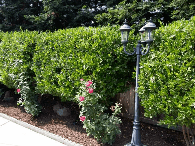 BELLE VIE RESIDENTIAL ASSISTED LIVING