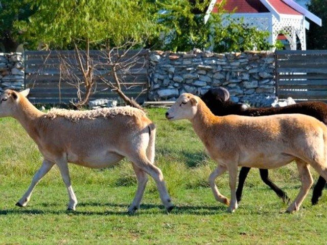 Georgetown Living II