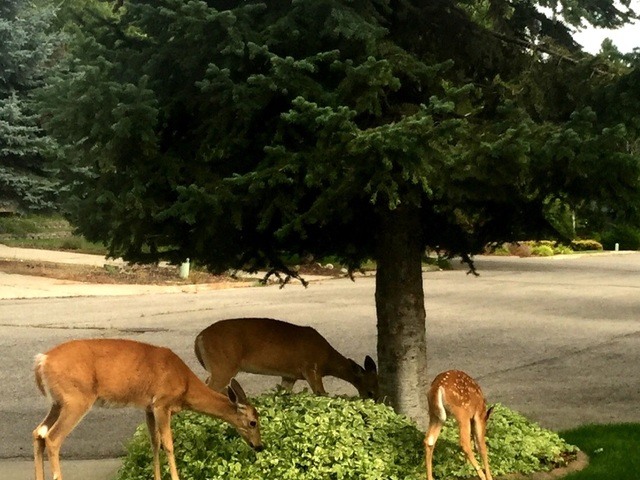 Gallery Image for HOMESHARE HEALTH CARE in SPOKANE, WA