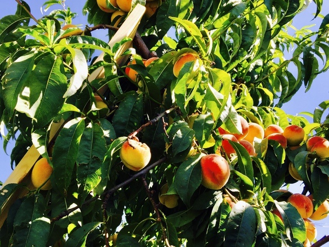 Gallery Image for Garden of Care in Spokane Valley, WA