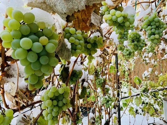 Gallery Image for Garden of Care in Spokane Valley, WA