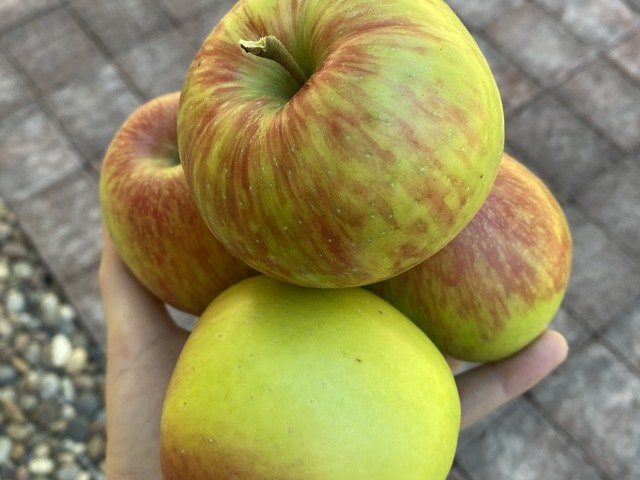 Gallery Image for Forest Cottage AFH in BOTHELL, WA