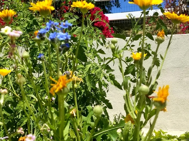 Gallery Image for CASA DOLCE HOME in FULLERTON, CA